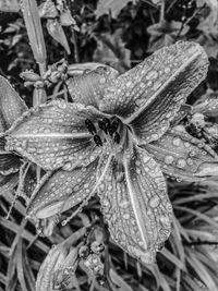 Close-up of grasshopper on flower
