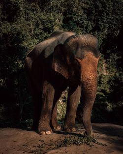 Elephant in a forest