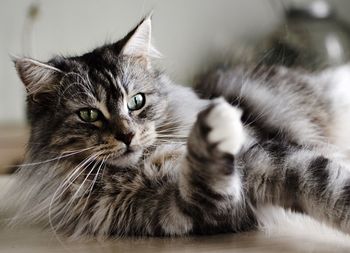 Close-up portrait of cat