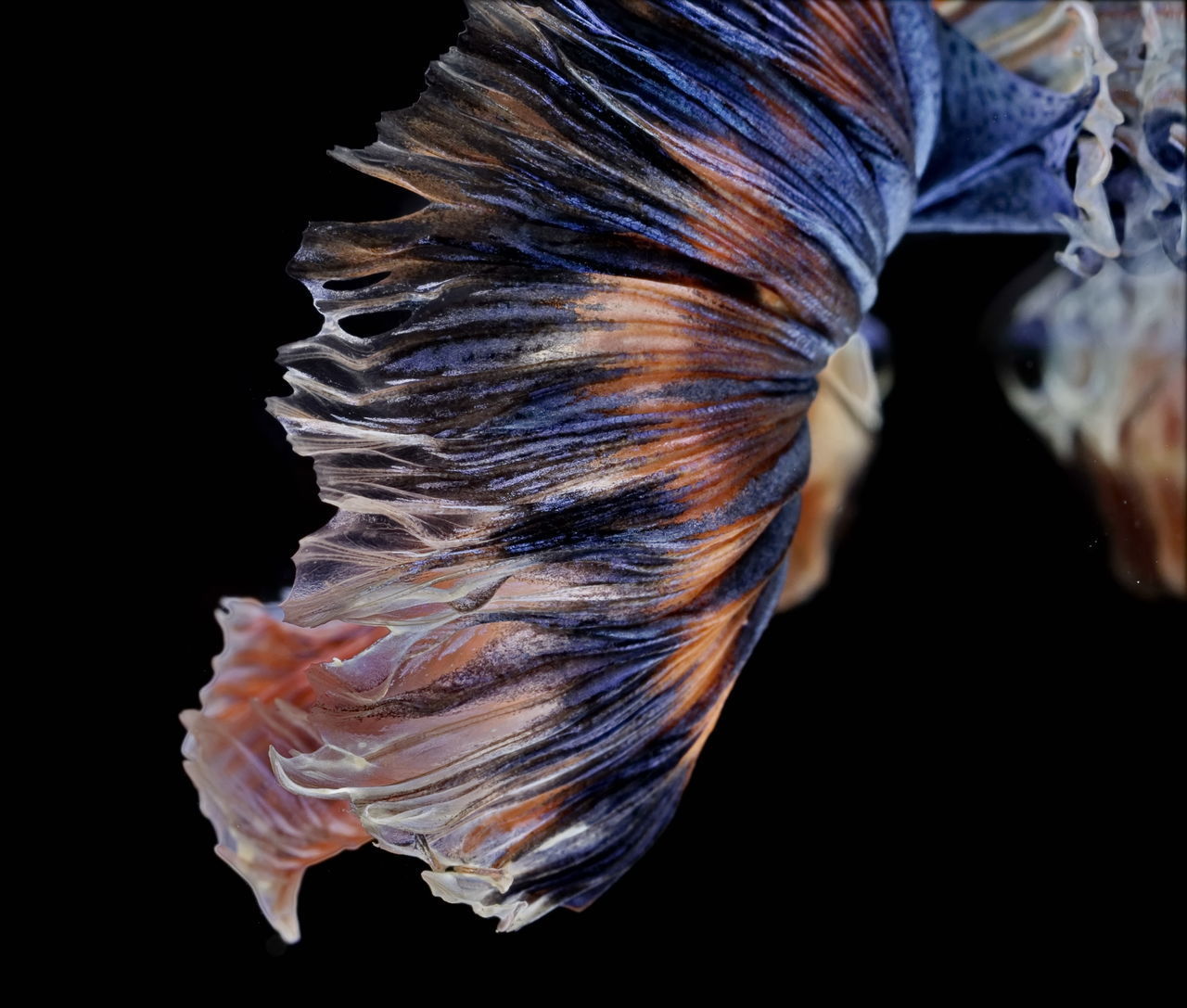 CLOSE-UP OF FISH IN SEA