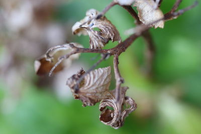 Close-up of dried plant