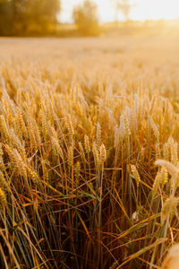 Close-up of stalks in field