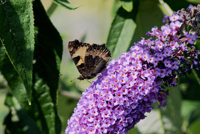 Close-up of butterfly pollinating on purple flower
