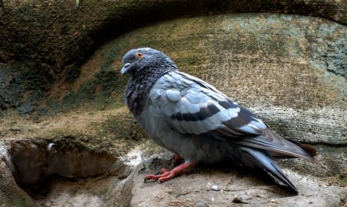 Close-up of pigeon perching on rock