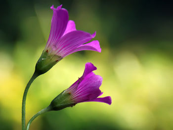 Close-up of pink flowering plant