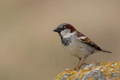 Close-up of sparrow perching outdoors