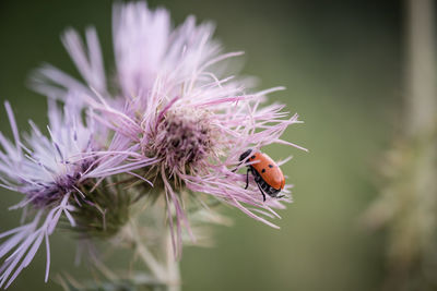 Close-up of insect on purple flower