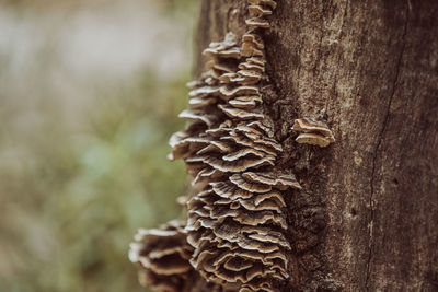 Close-up of mushroom growing on tree trunk