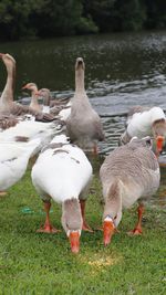 Ducks on lakeshore