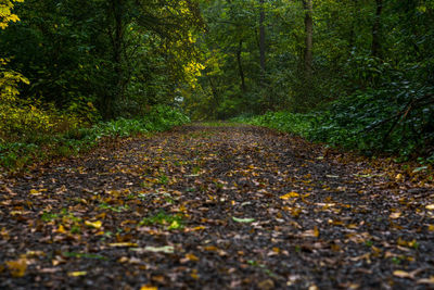Close-up of fallen autumn leaves