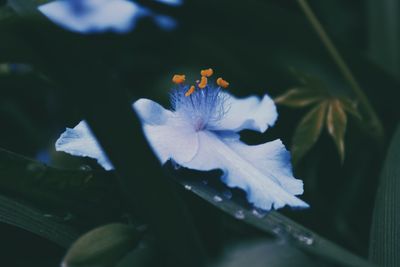 Close-up of white flowers