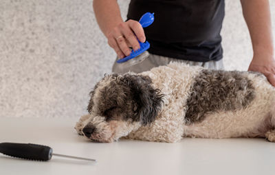 Midsection of man holding dog