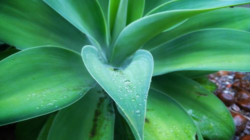 Close-up of water drops on plant