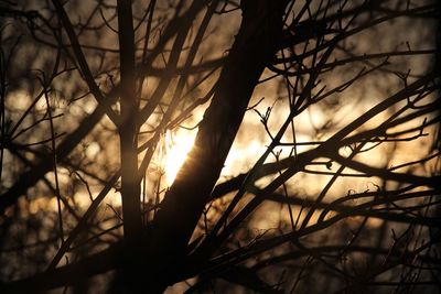Silhouette bare trees in forest against sky
