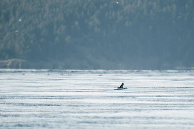 Silhouette person in sea