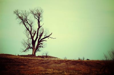 Bare trees on grassy field