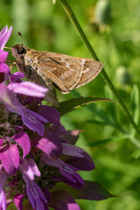 Close-up of butterfly pollinating on flower