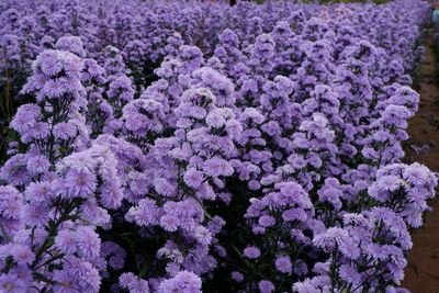 Close-up of purple flowering plants