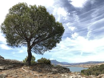 Trees on landscape against sky