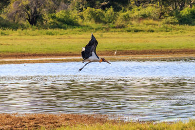 Gray heron flying over water