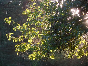 Plants against trees