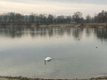 Swan swimming in lake