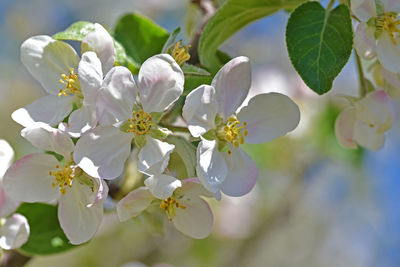 Close-up of cherry blossom