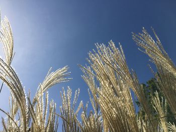 Low angle view of plants against clear sky