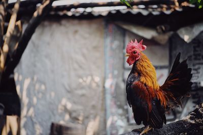 Rooster in the farm