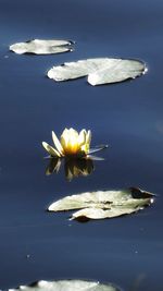 Close-up of lotus water lily in lake