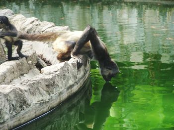 Bird swimming in water