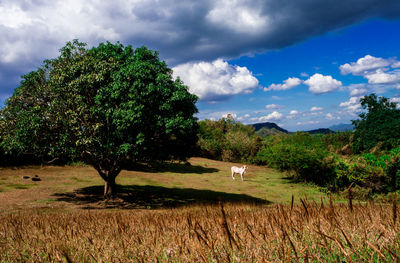 Trees on field against sky
