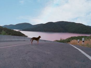 Horse standing on road by mountains against sky