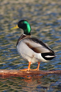 Close-up of mallard duck