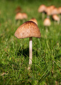 Close-up of mushroom growing on field