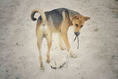 High angle view of dog standing on land