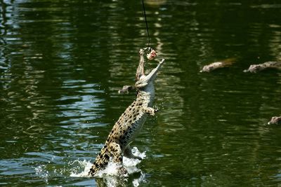 Crocodile rearing up for food hanging from rope