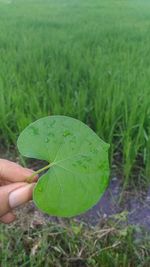 Cropped image of person holding green leaves on field