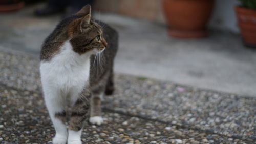 Cat standing on footpath