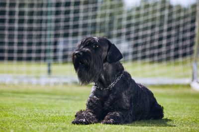 Dog sitting in a field