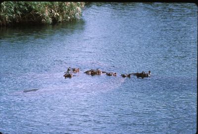 Ducks in lake