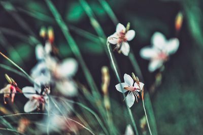 Close-up of white flowering plant on field