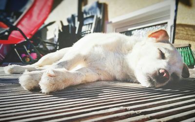 Close-up of dog sleeping