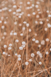 Close-up of white flowering plant on field