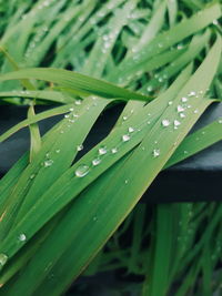 Close-up of wet plant leaves during rainy season