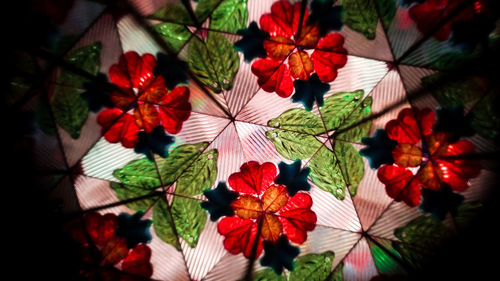 Close-up of red leaves