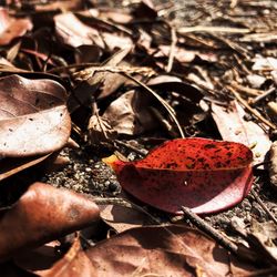 Close-up of broken autumn leaves