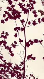 Low angle view of silhouette tree against clear sky