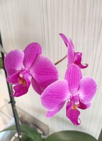 orchid