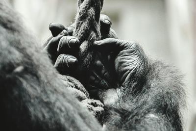 Cropped image of gorilla holding rope